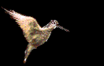 Small