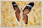 Papillon68