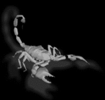 scorpion14