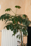 lepif80