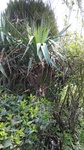 Small