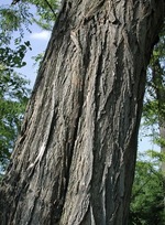 Cholapin25