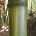 bamboub