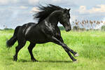 HorseBoy